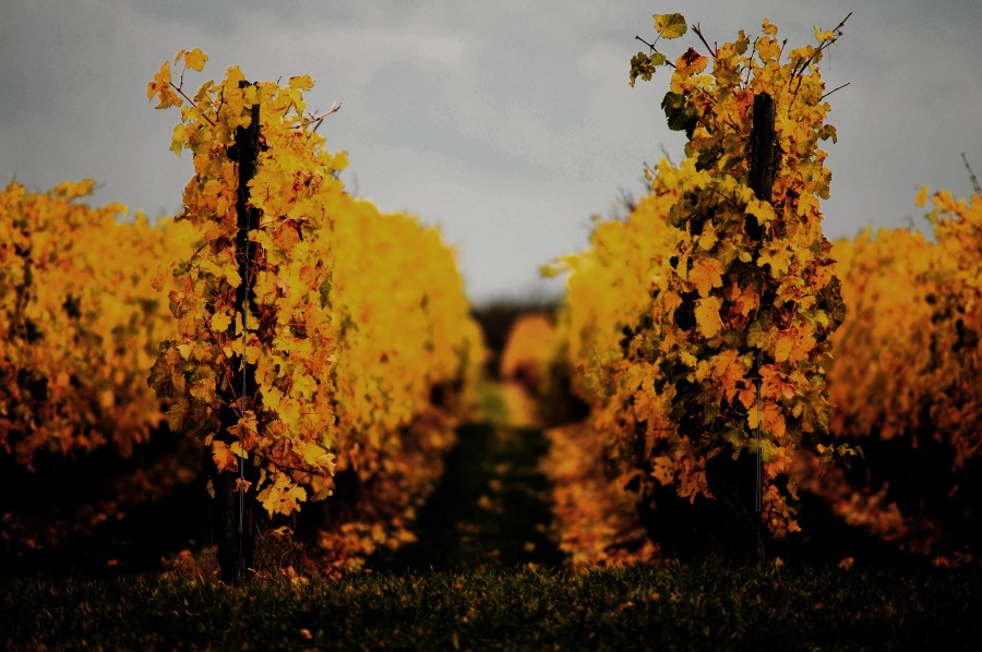 2008_10_29_Herbstiger_Teletest_D7C_4800_01_ps.jpg