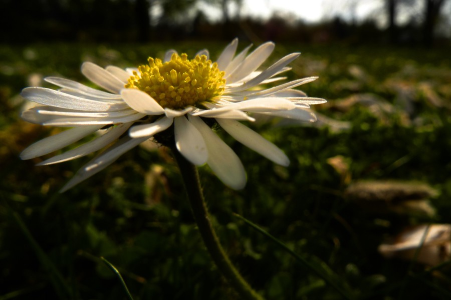 2009_04_07_Weitwinkelmakros_Botanischer_Garten_P1000500_ps.jpg