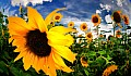 2008_08_04_Fischige_Sonnenblumen_und_Tanke_im_Abendrot_D7C_0287_crop.jpg