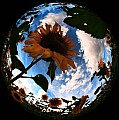 2008_08_04_Fischige_Sonnenblumen_und_Tanke_im_Abendrot_D7C_0291_ps_bes.jpg