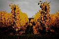 2008_10_29_Herbstiger_Teletest_D7C_4800_01_ps.jpg