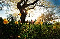 2009_04_07_Weitwinkelmakros_Botanischer_Garten_D7C_7031 (2).jpg