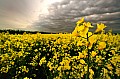 2009_04_27_Rapsfelder_und_Loewenzahnwiese_D7C_8156.jpg