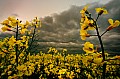 2009_04_27_Rapsfelder_und_Loewenzahnwiese_D7C_8158.jpg