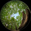 2009_08_10_PT_Lennebergwald_D7C_6365.jpg