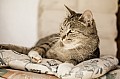 2012_06_17_Dorffest_Haupersweiler_DSC08426.jpg