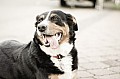 2012_06_17_Dorffest_Haupersweiler_DSC08597.jpg