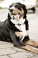 2012_06_17_Dorffest_Haupersweiler_DSC08599.jpg